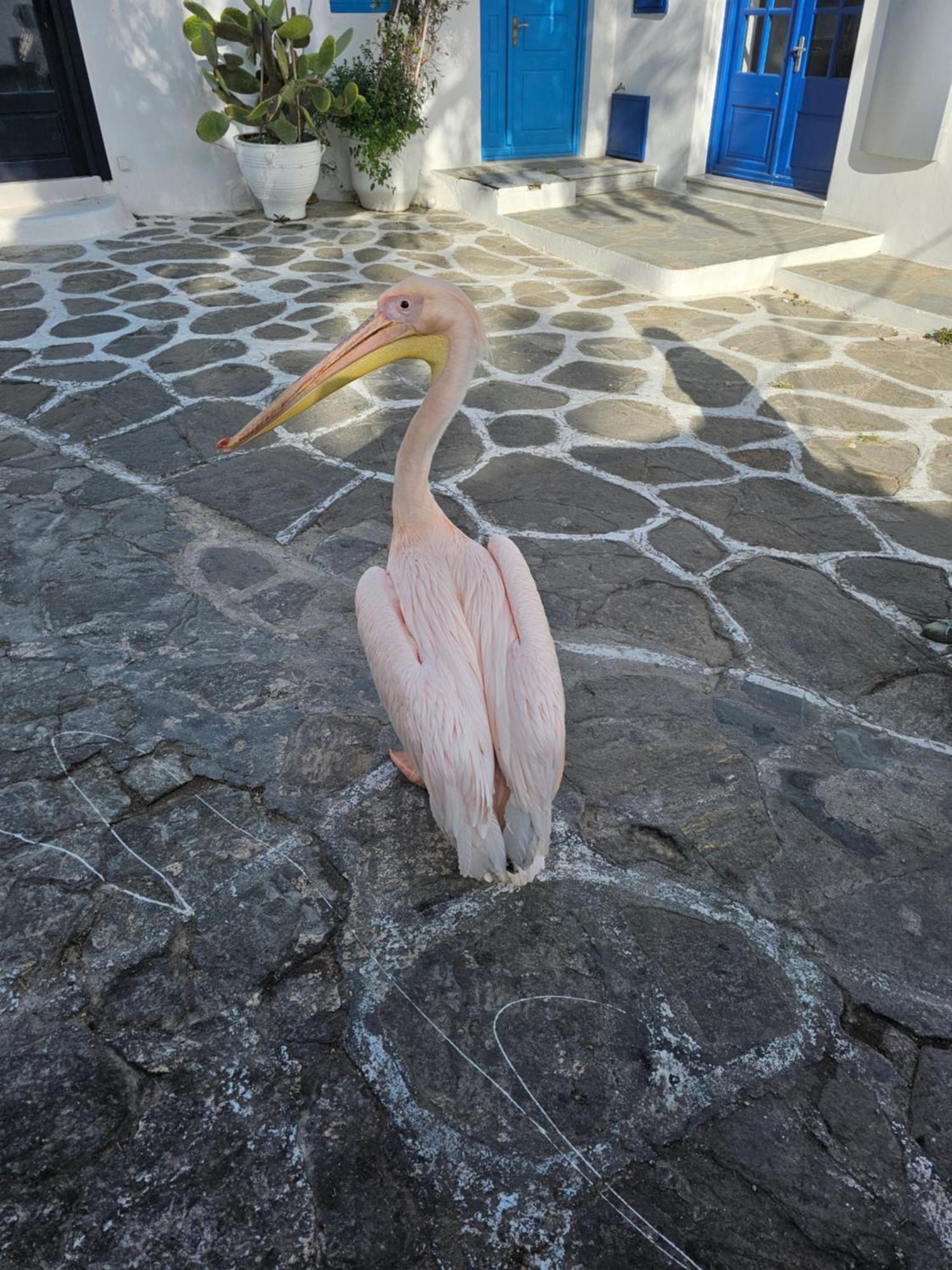 Classy Classic Mykonos Town Zewnętrze zdjęcie
